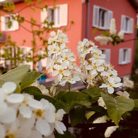 Gaestewohnung Mit Schoenster Sicht Auf Bodensee *